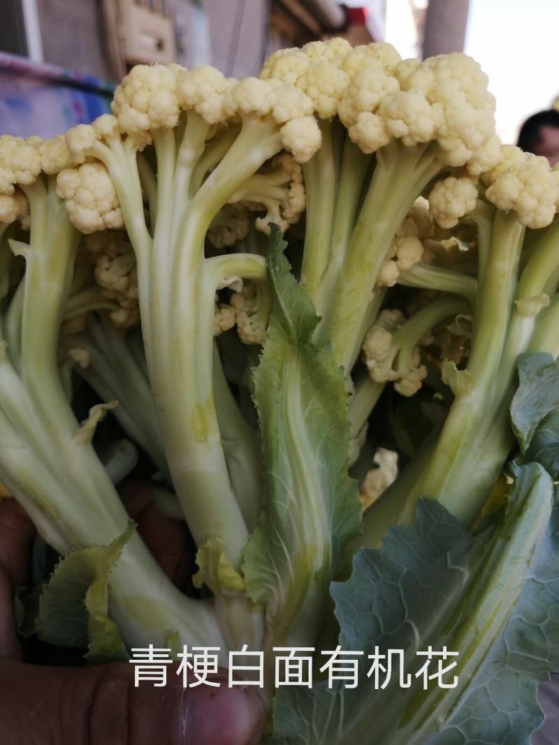 青梗白面微黄有机花，加工厂专用有机花大量供应，货源充足