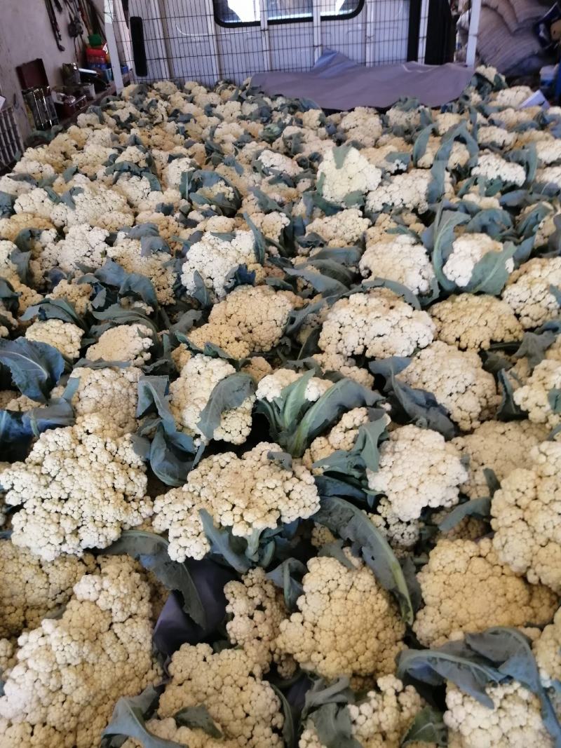 青梗白面微黄有机花，加工厂专用有机花大量供应，货源充足