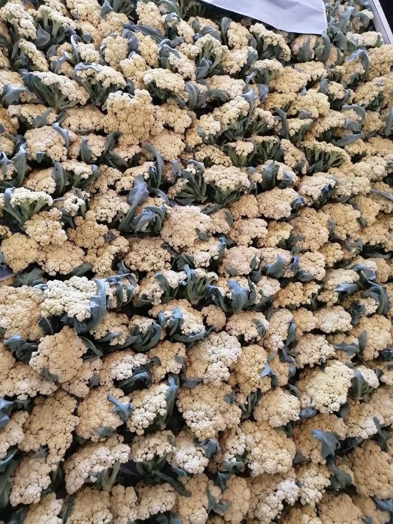 青梗白面微黄有机花，加工厂专用有机花大量供应，货源充足