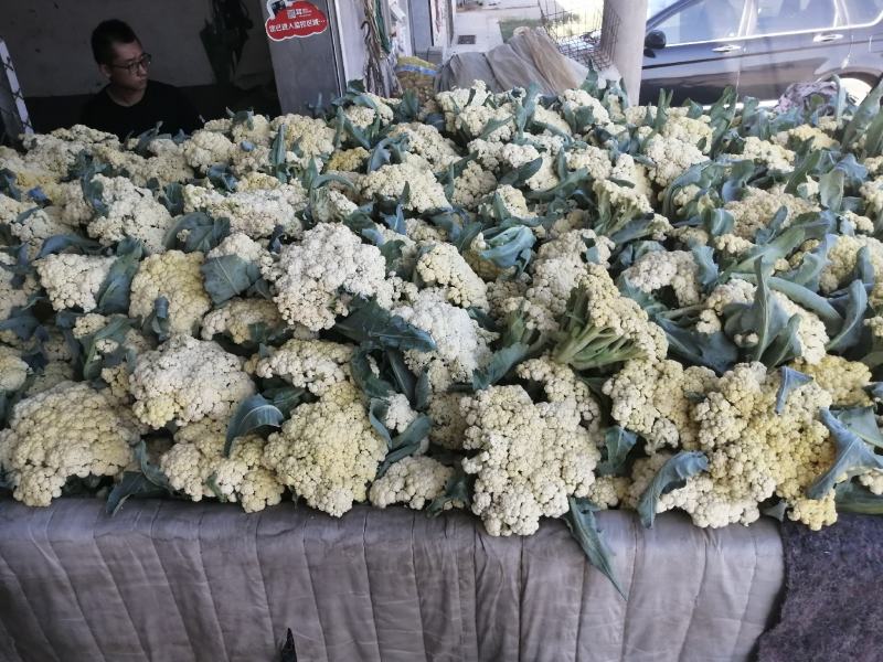青梗白面微黄有机花，加工厂专用有机花大量供应，货源充足