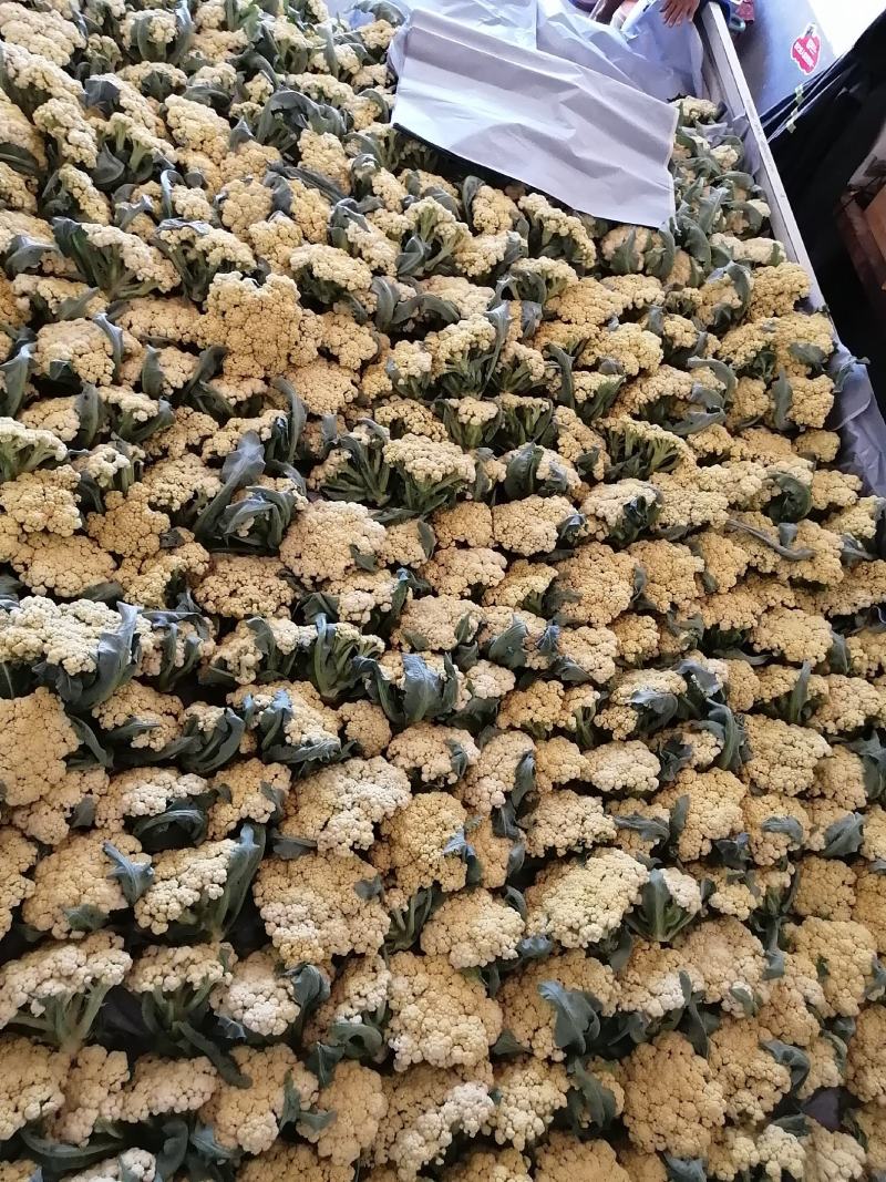 青梗白面微黄有机花，加工厂专用有机花大量供应，货源充足