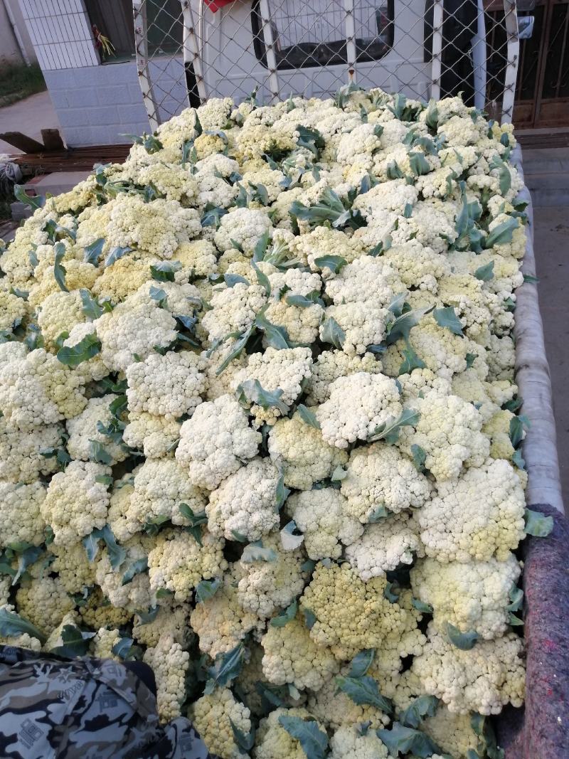 青梗白面微黄有机花，加工厂专用有机花大量供应，货源充足