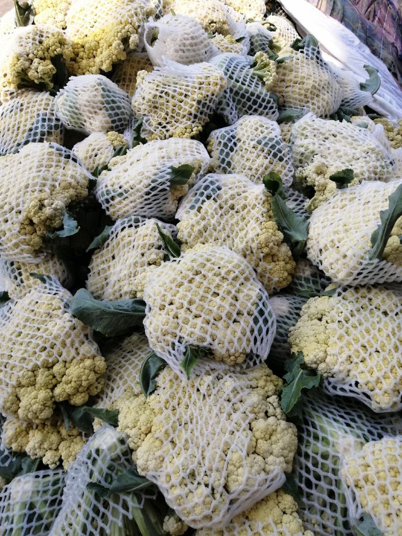 青梗白面微黄有机花，加工厂专用有机花大量供应，货源充足