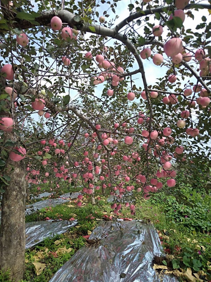 陕西红富士苹果大量上市