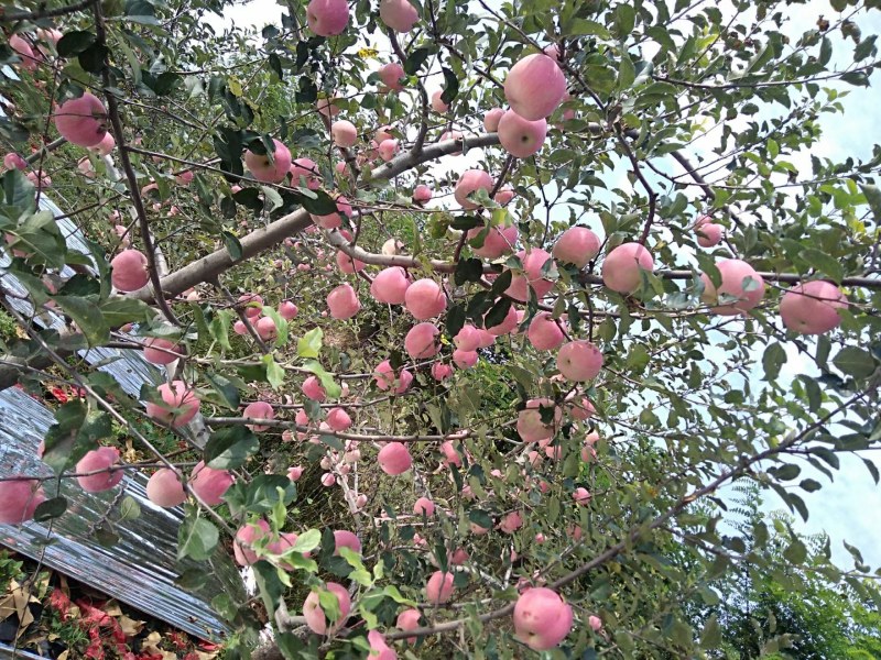 陕西红富士苹果大量上市
