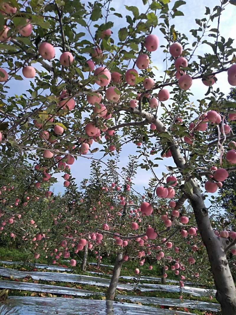 陕西红富士苹果大量上市