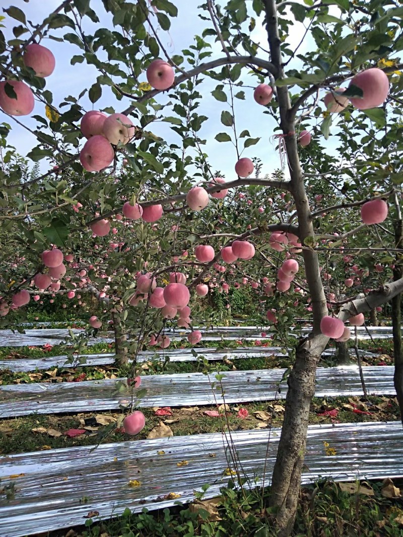 陕西红富士苹果大量上市