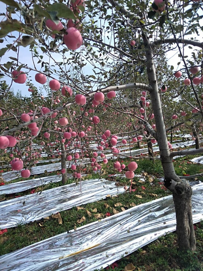 陕西红富士苹果大量上市