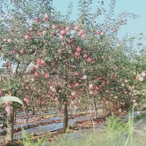 陕西红富士苹果大量上市