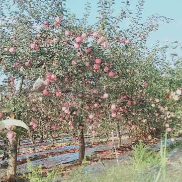 陕西红富士苹果大量上市