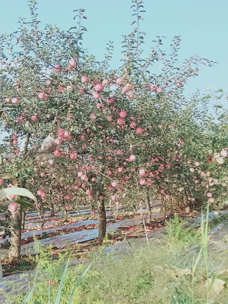 陕西红富士苹果大量上市