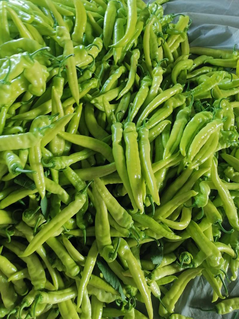 河南内黄优质大棚尖椒上市，老区种植个个精品，诚信合作