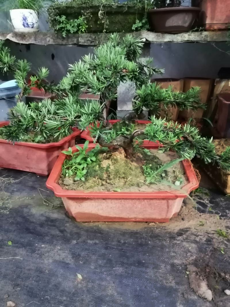 花卉小叶米罗盆景罗汉松盆景