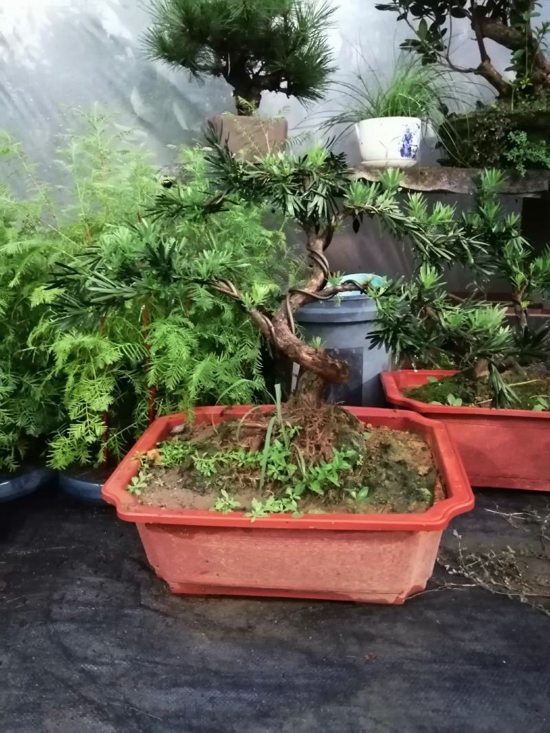 花卉小叶米罗盆景罗汉松盆景