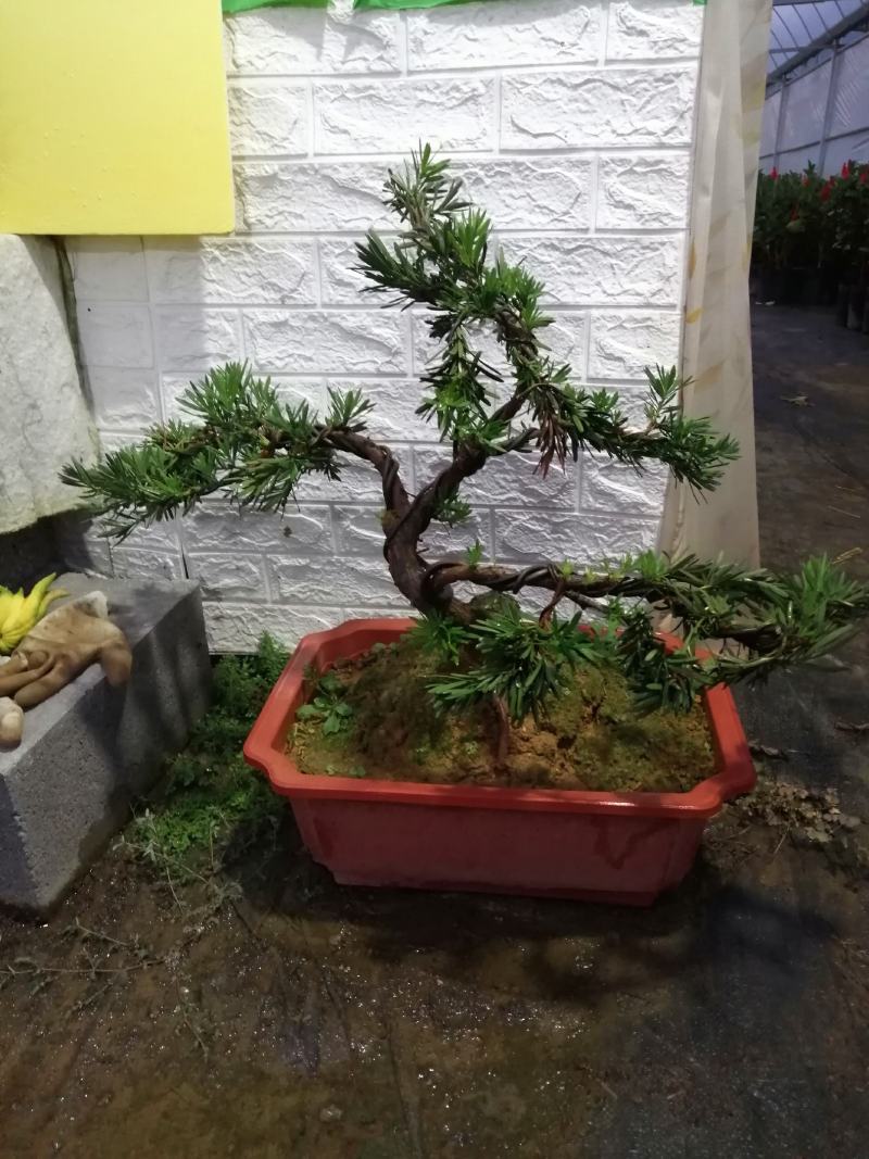 花卉小叶米罗盆景罗汉松盆景