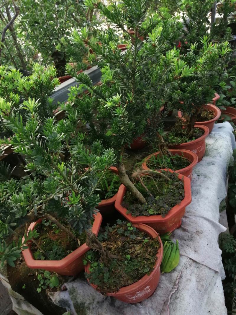 花卉小叶米罗盆景罗汉松盆景