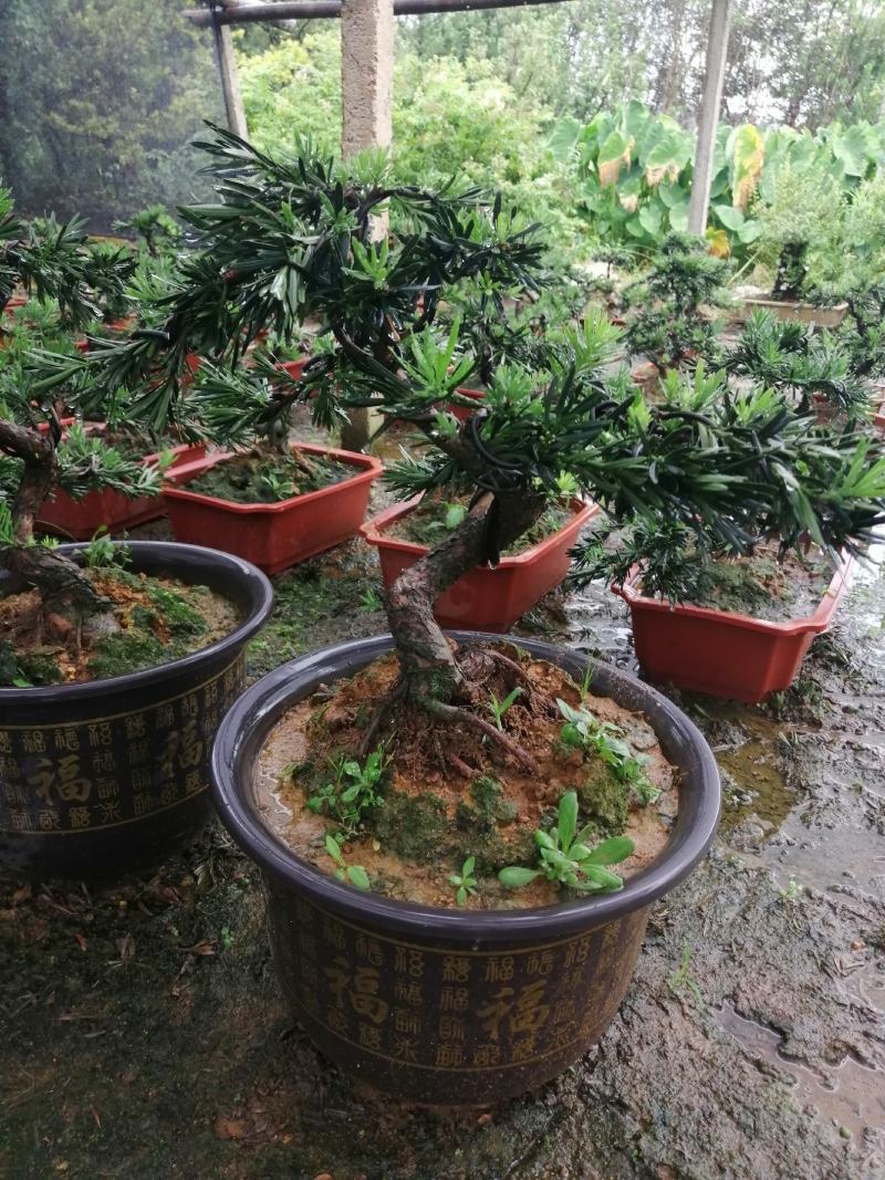 花卉小叶米罗盆景罗汉松盆景