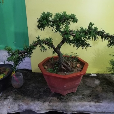 花卉小叶米罗盆景罗汉松盆景