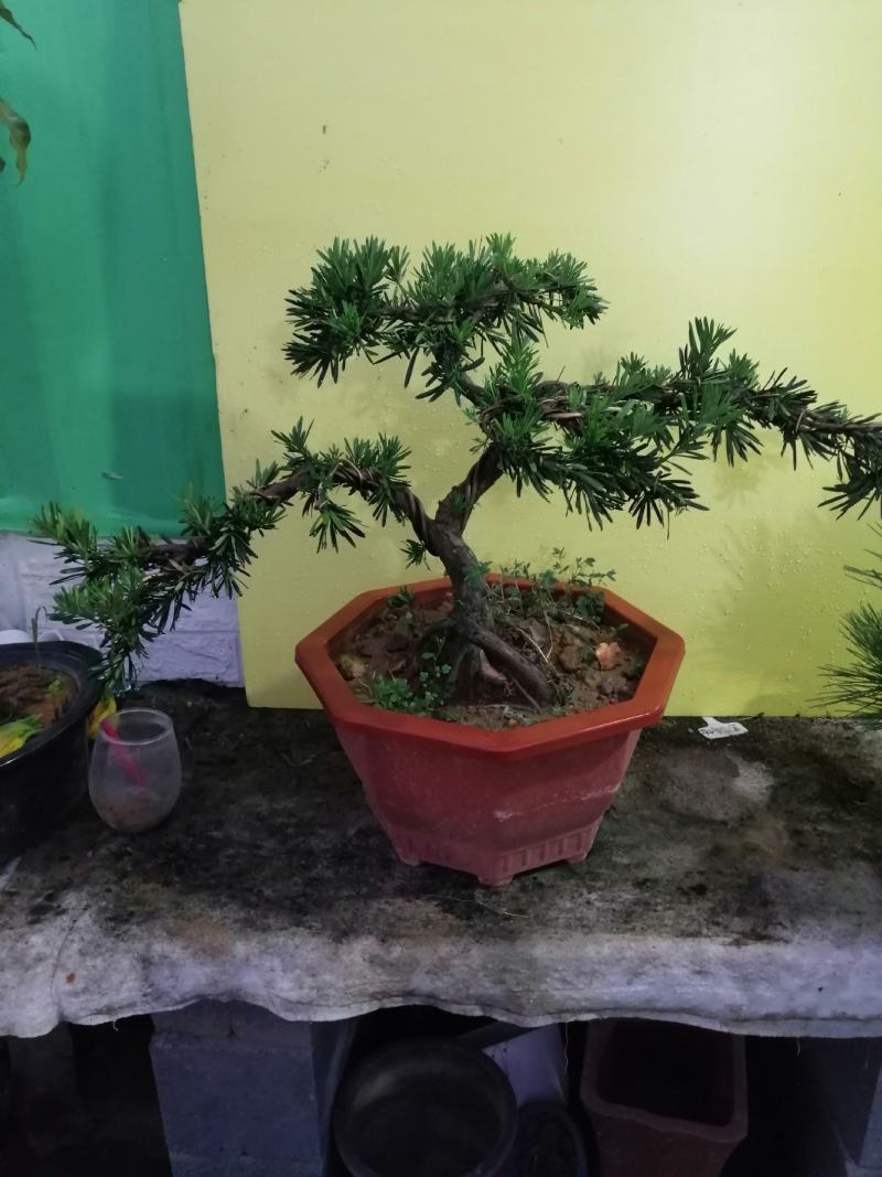 花卉小叶米罗盆景罗汉松盆景