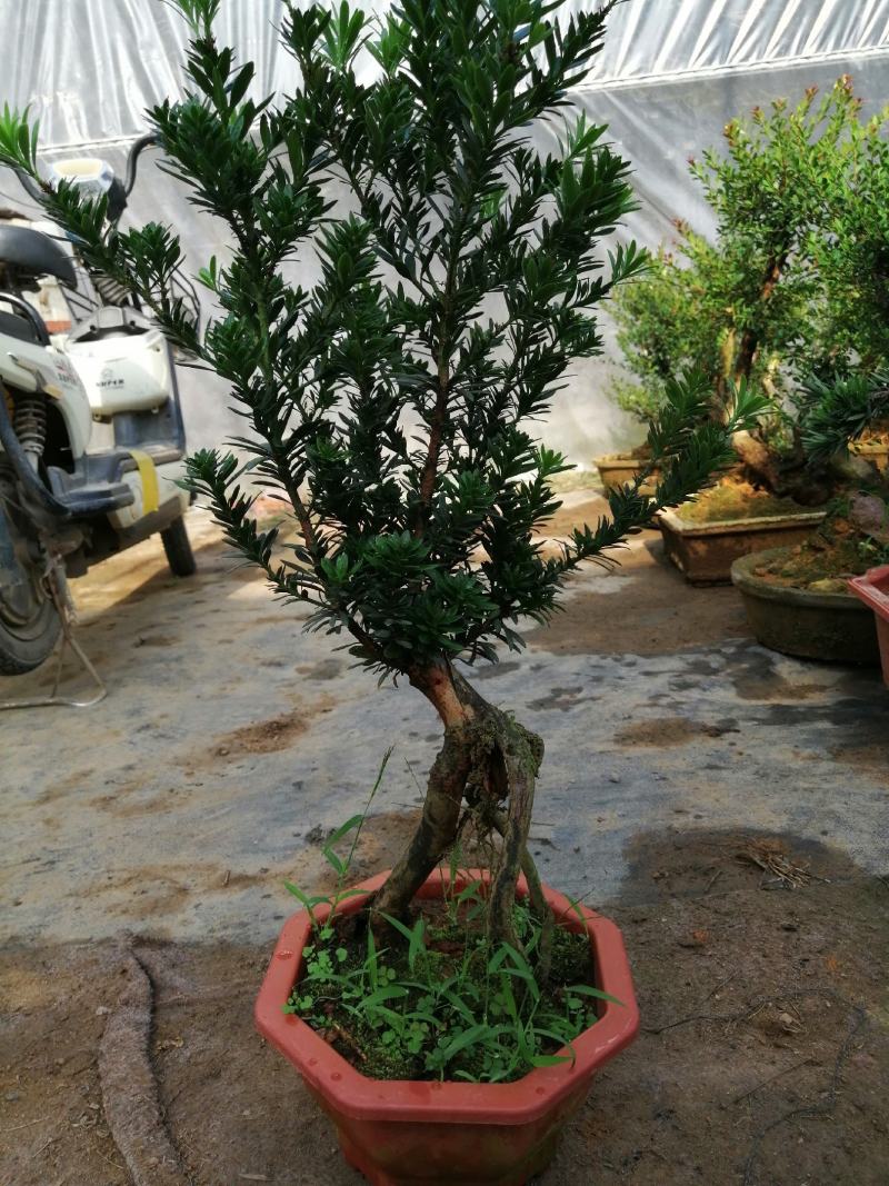 花卉小叶米罗盆景罗汉松盆景