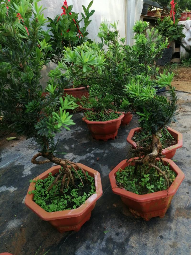 花卉小叶米罗盆景罗汉松盆景