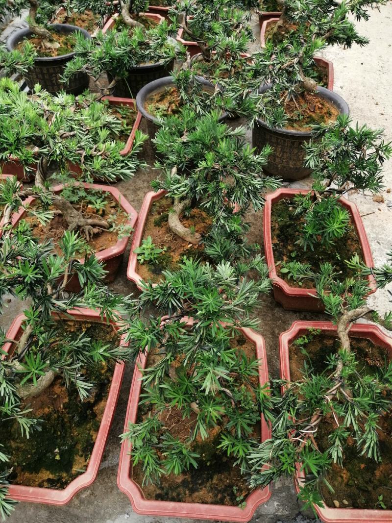 花卉小叶米罗盆景罗汉松盆景