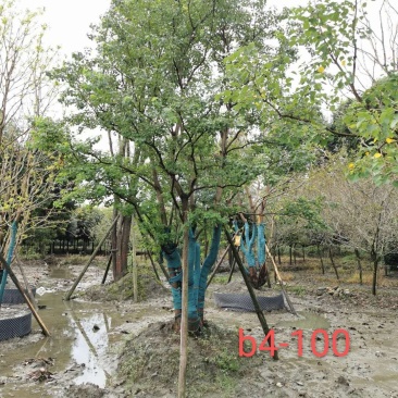 基地直销精品各规格乌桕，量大从优，欢迎来电咨询