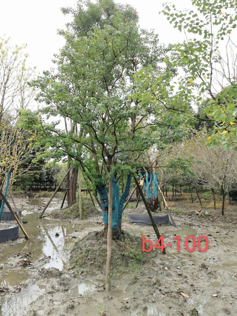 基地直销精品各规格乌桕，量大从优，欢迎来电咨询