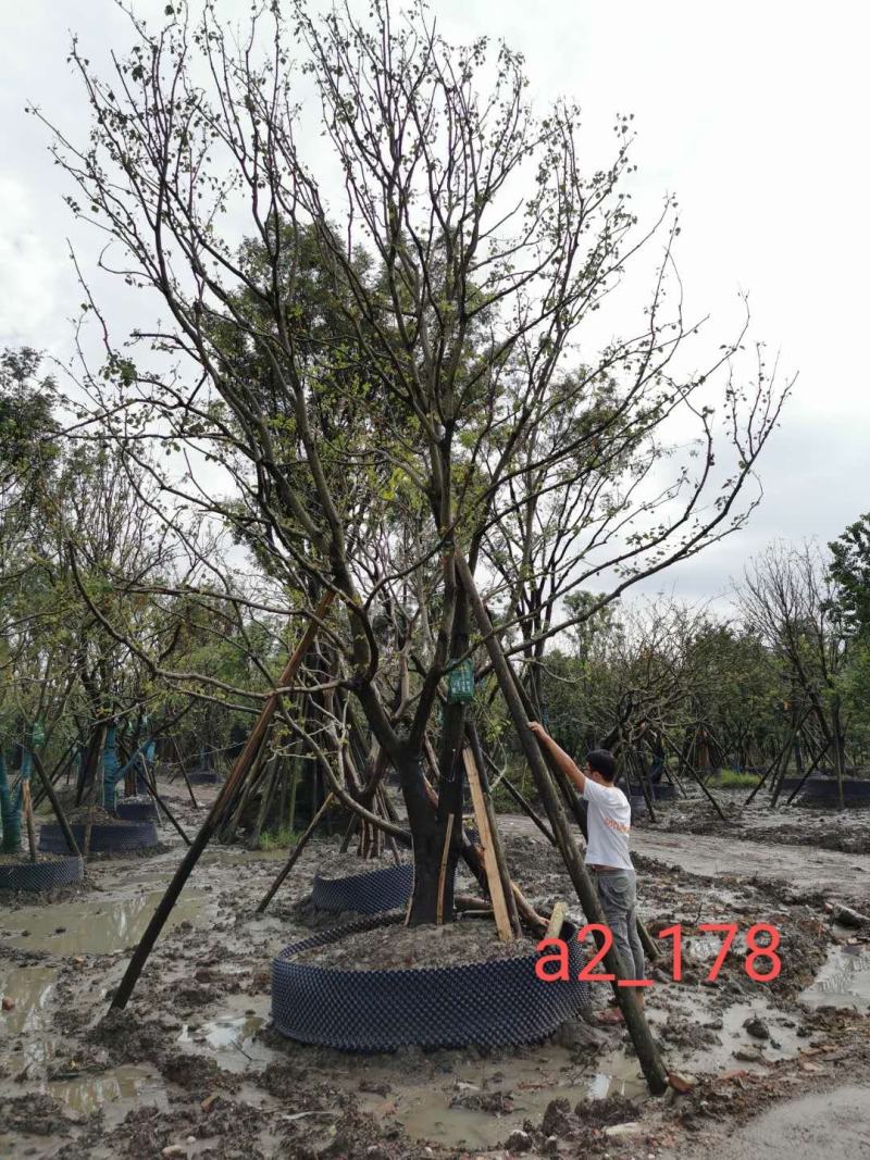 基地直销精品各规格乌桕，量大从优，欢迎来电咨询