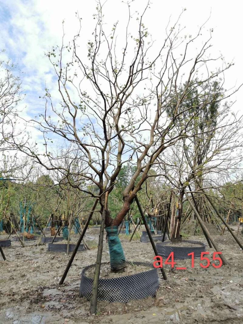 基地直销精品各规格乌桕，量大从优，欢迎来电咨询