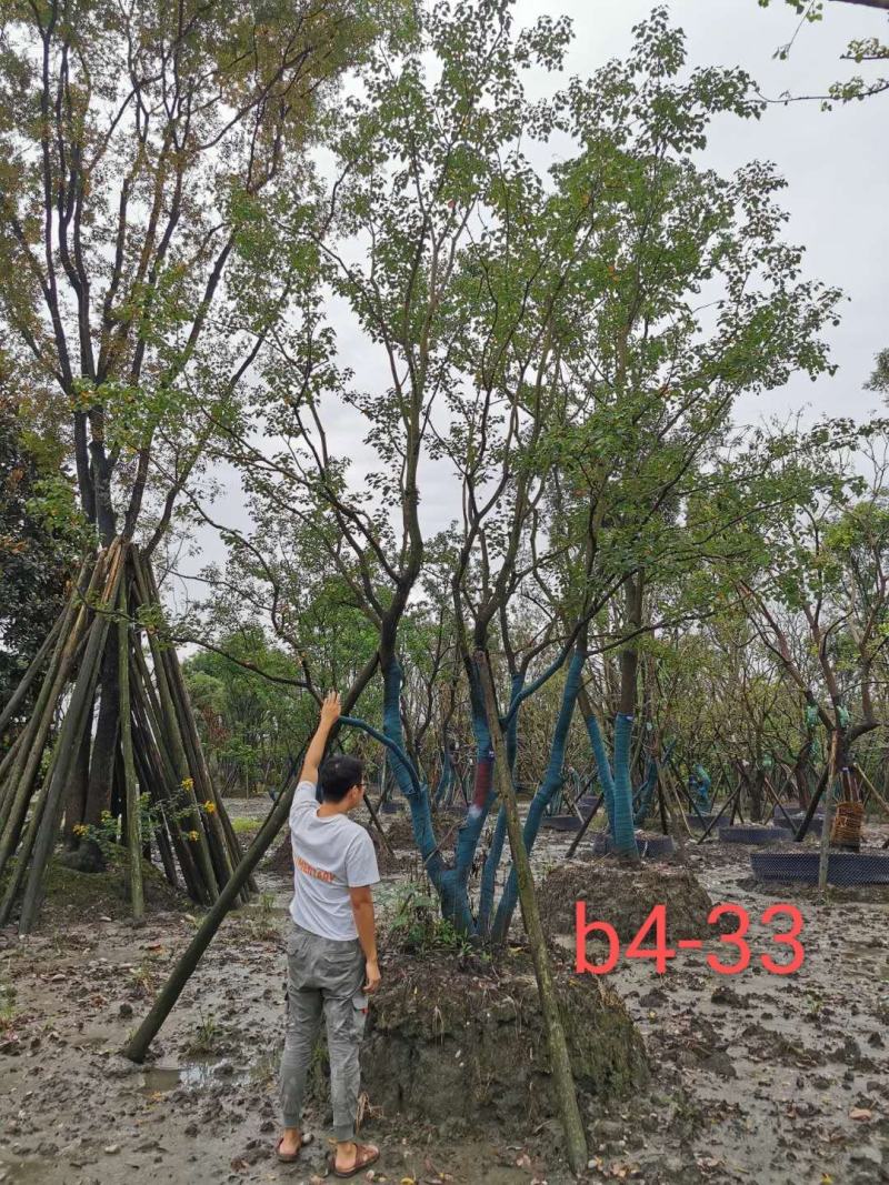 基地直销精品各规格乌桕，量大从优，欢迎来电咨询