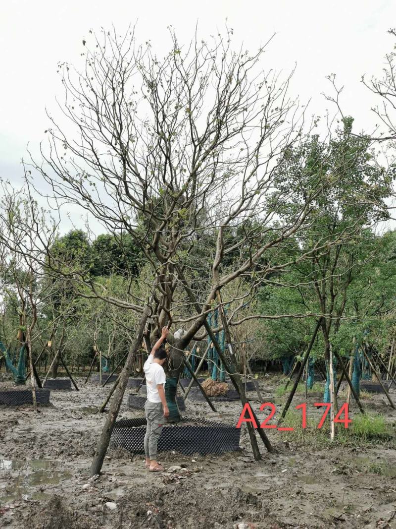基地直销精品各规格乌桕，量大从优，欢迎来电咨询