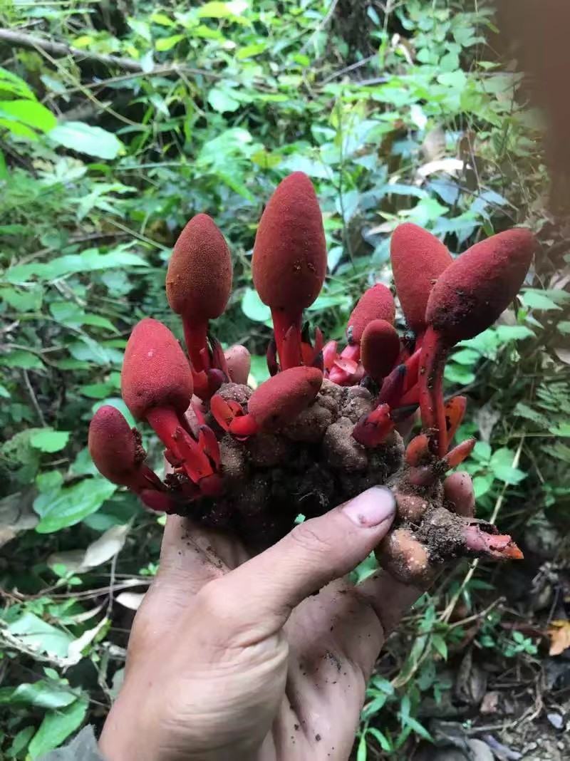 回春草原生态干货，太阳晒干，懂货看得出来，（包邮）