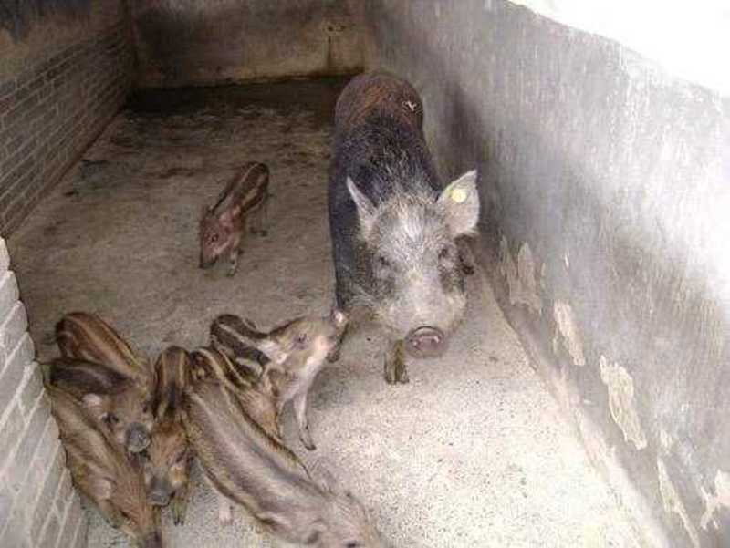 巴马香猪养殖场巴马香猪能长多少斤巴马香猪价格