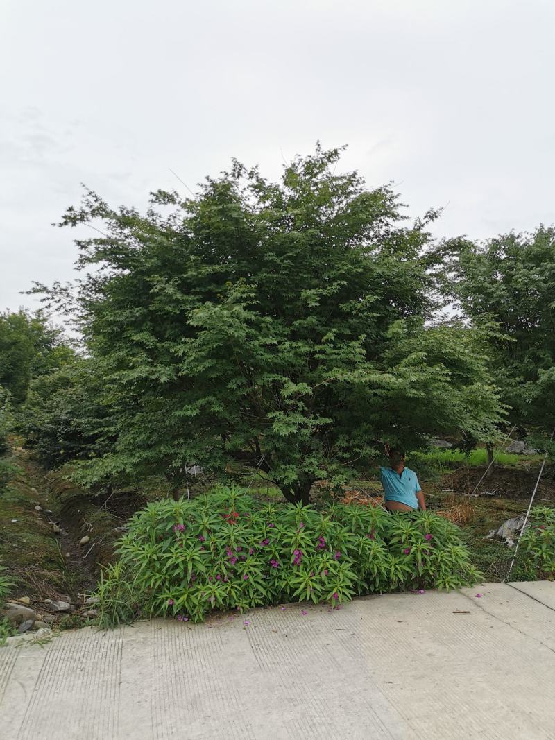 苗圃直供现货5-18cm鸡爪槭，上百亩基地，欢迎来挑来选