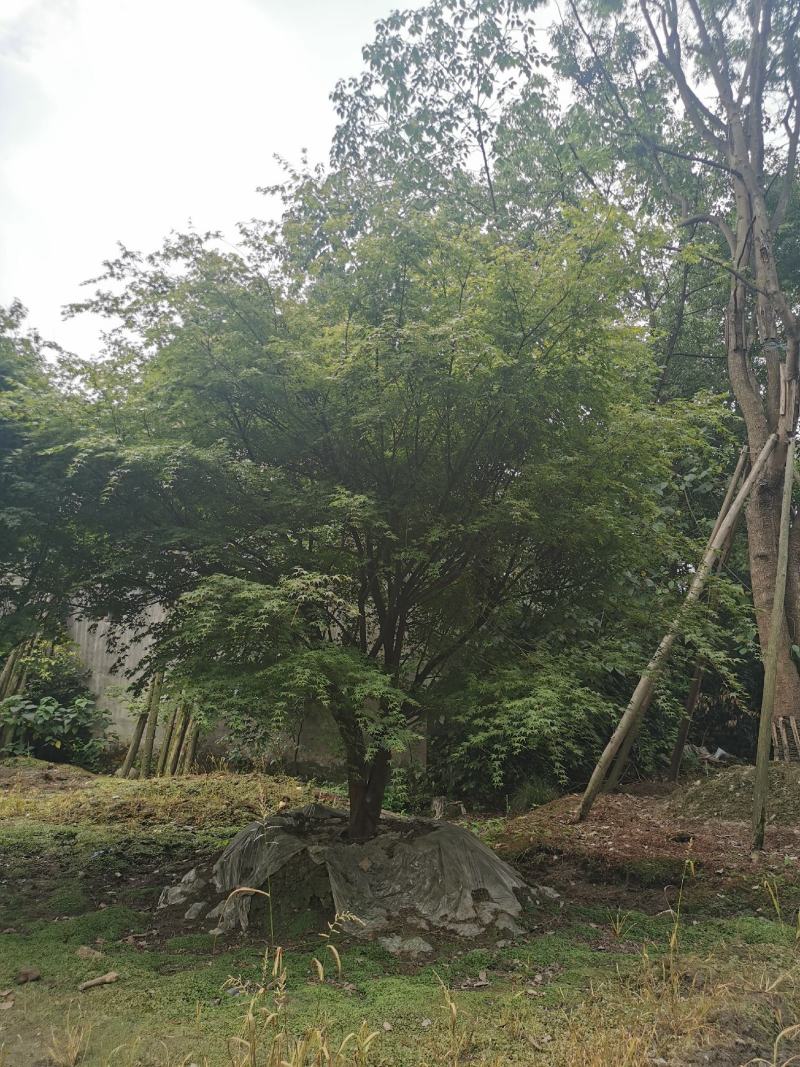 苗圃直供现货5-18cm鸡爪槭，上百亩基地，欢迎来挑来选