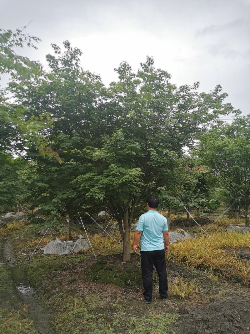 苗圃直供现货5-18cm鸡爪槭，上百亩基地，欢迎来挑来选