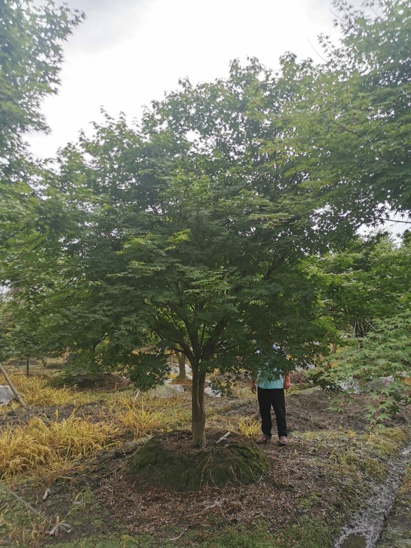 苗圃直供现货5-18cm鸡爪槭，上百亩基地，欢迎来挑来选