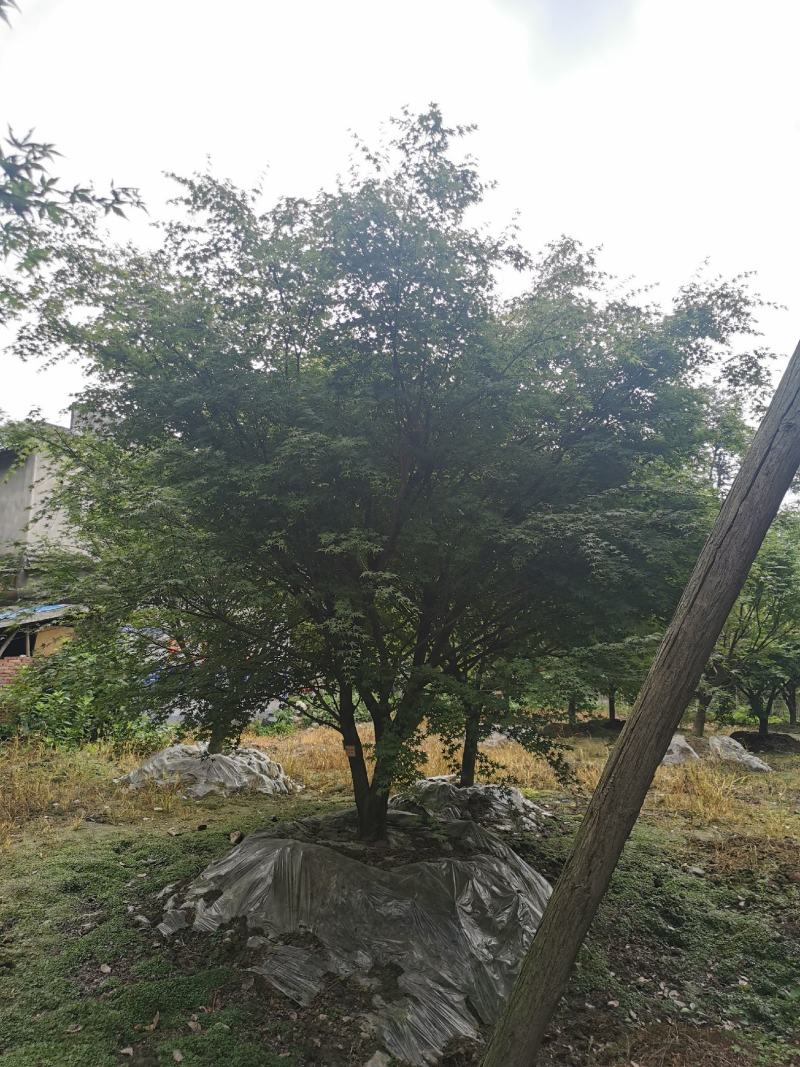 苗圃直供现货5-18cm鸡爪槭，上百亩基地，欢迎来挑来选