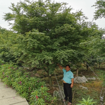 苗圃直供现货5-18cm鸡爪槭，上百亩基地，欢迎来挑来选