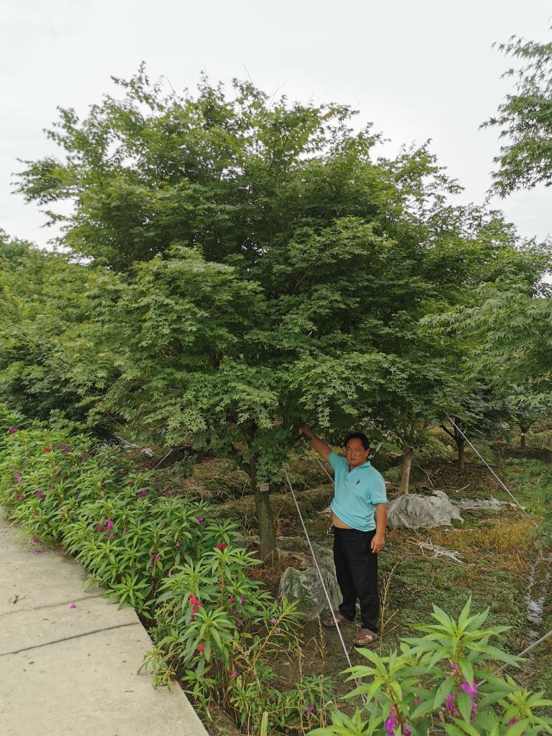 苗圃直供现货5-18cm鸡爪槭，上百亩基地，欢迎来挑来选