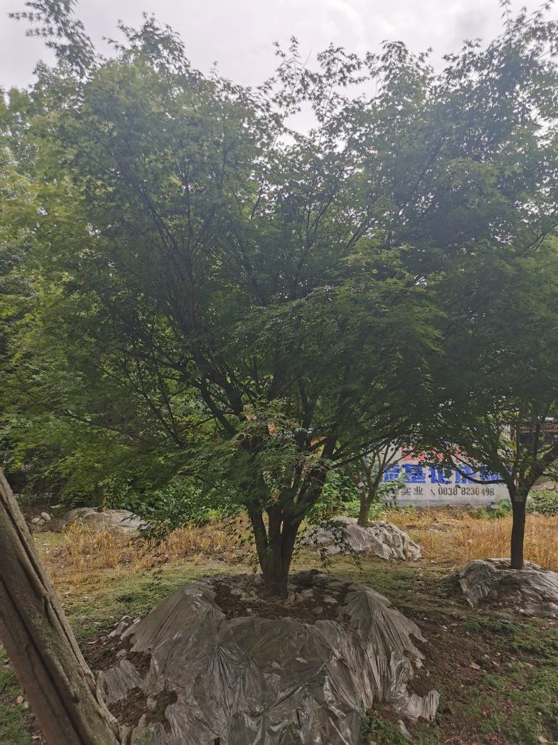 苗圃直供现货5-18cm鸡爪槭，上百亩基地，欢迎来挑来选