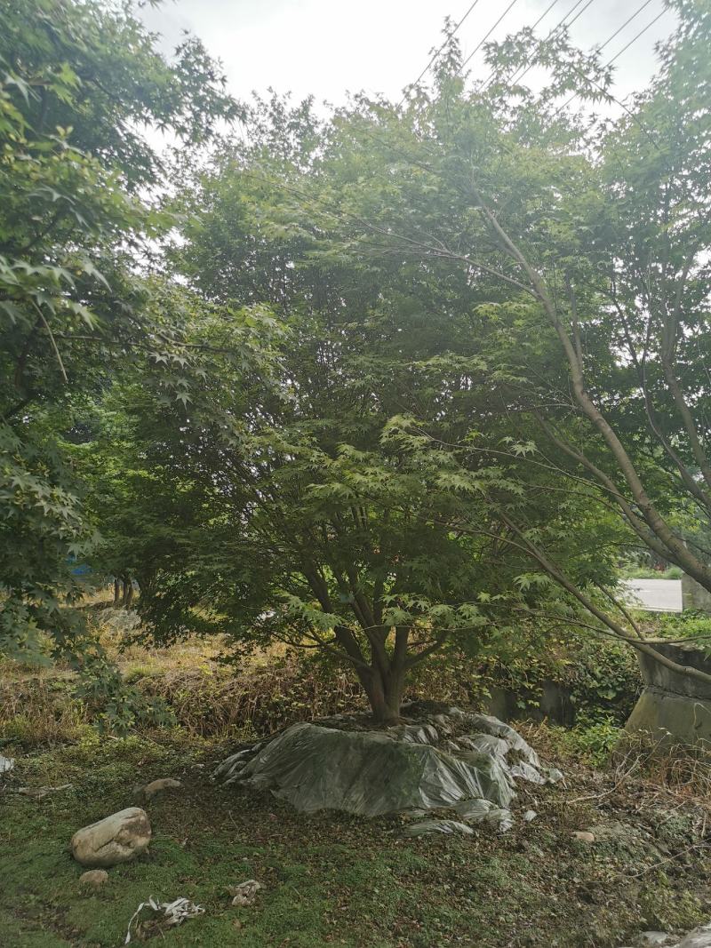 苗圃直供现货5-18cm鸡爪槭，上百亩基地，欢迎来挑来选