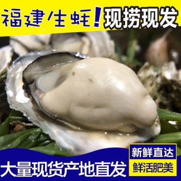三倍体鲜活福建生蚝牡蛎海鲜餐饮生鲜食材源产地发货直销