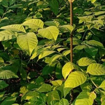 广西桂林中花吴茱萸扦插苗