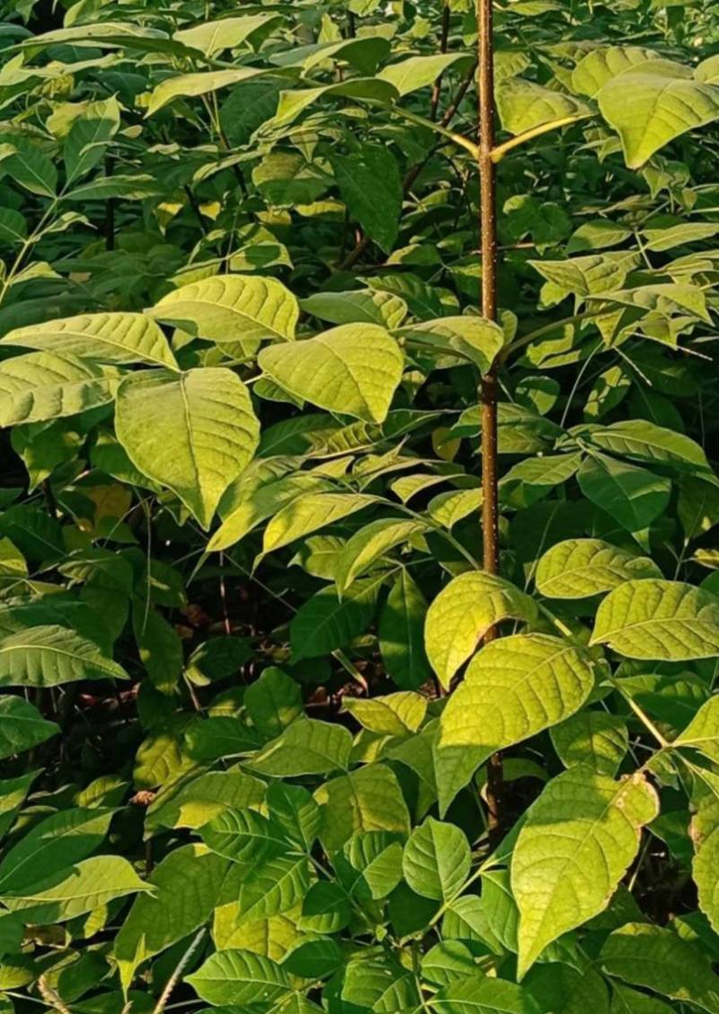 广西桂林中花吴茱萸扦插苗
