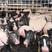 巴马香猪养殖场巴马香猪能长多少斤巴马香猪价格