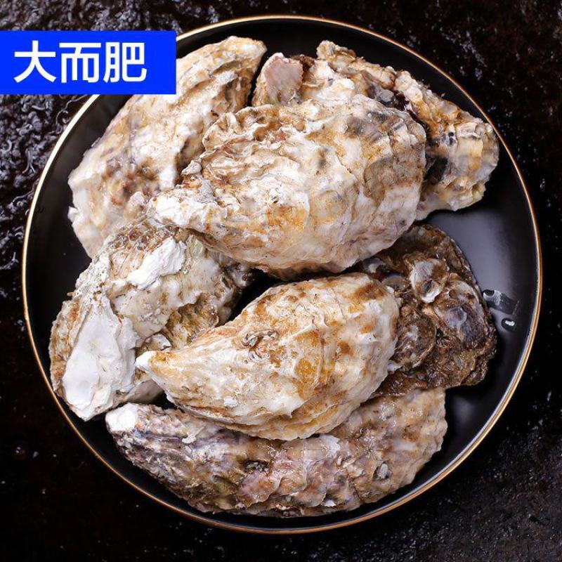 三倍体鲜活福建生蚝牡蛎海鲜餐饮生鲜食材源产地发货直销
