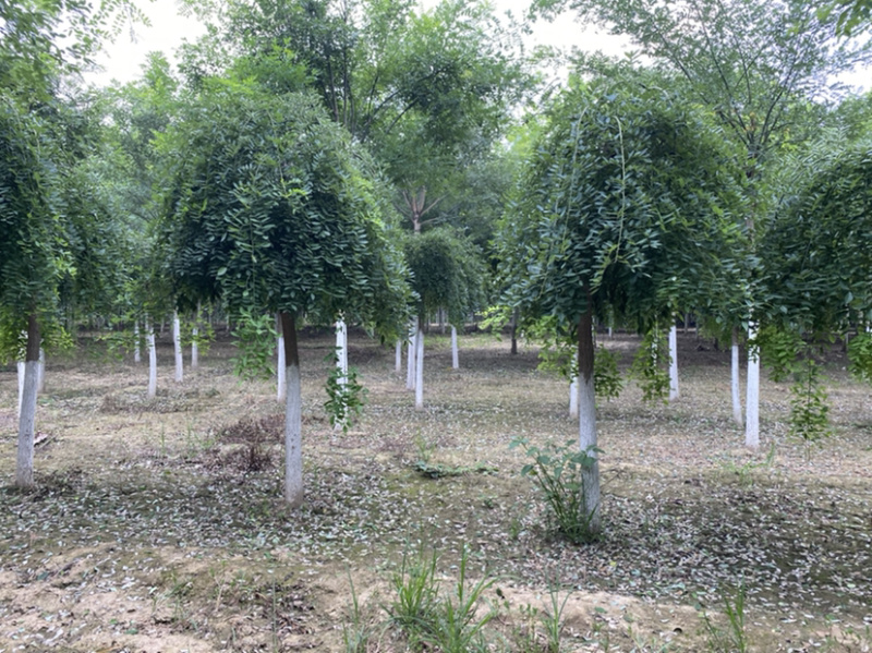 法桐，河北苗圃，法桐基地，各种规格法桐，低价出