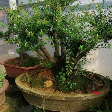 花卉盆景红芽赤楠下山桩老盆口